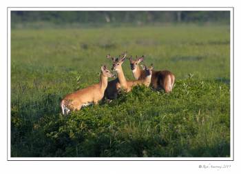 four bucks.jpg